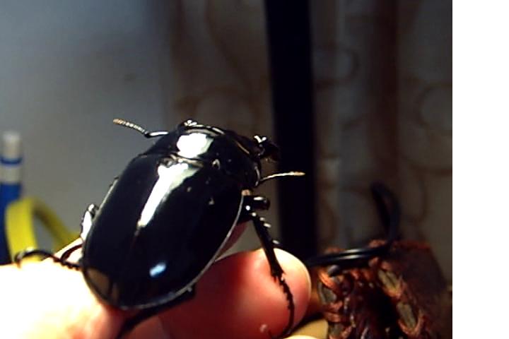 按此在新視窗瀏覽圖片