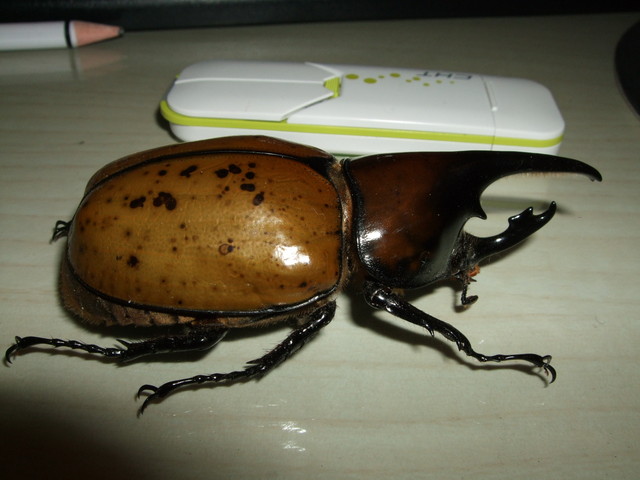 按此在新視窗瀏覽圖片