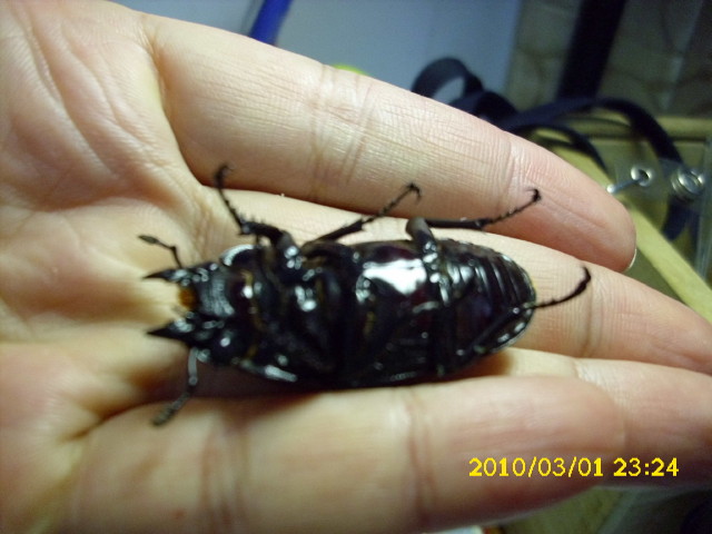 按此在新視窗瀏覽圖片