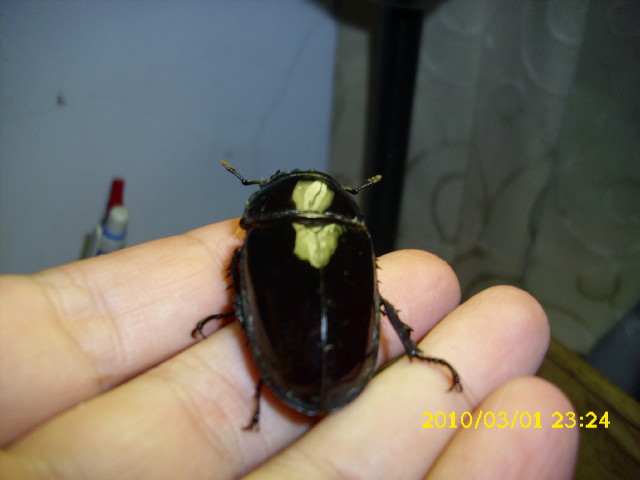 按此在新視窗瀏覽圖片