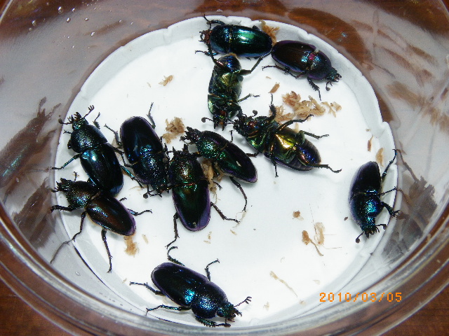 按此在新視窗瀏覽圖片