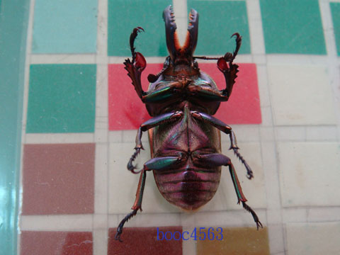 按此在新視窗瀏覽圖片