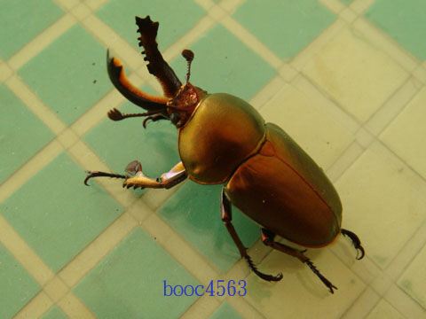 按此在新視窗瀏覽圖片