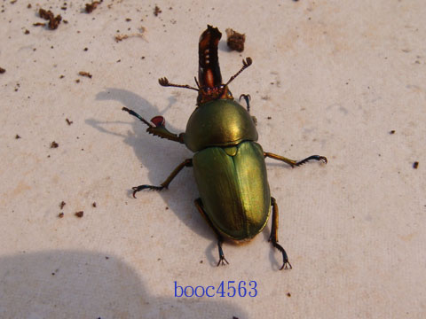 按此在新視窗瀏覽圖片