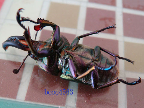 按此在新視窗瀏覽圖片