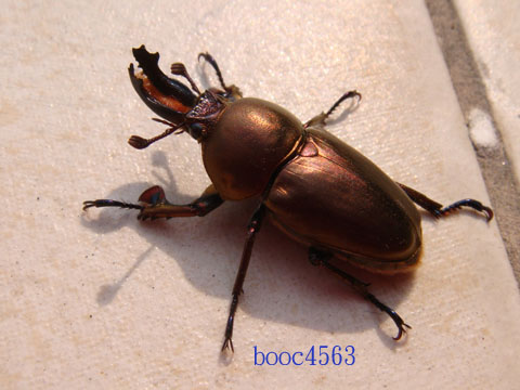 按此在新視窗瀏覽圖片