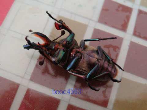 按此在新視窗瀏覽圖片