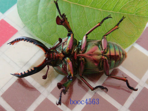 按此在新視窗瀏覽圖片