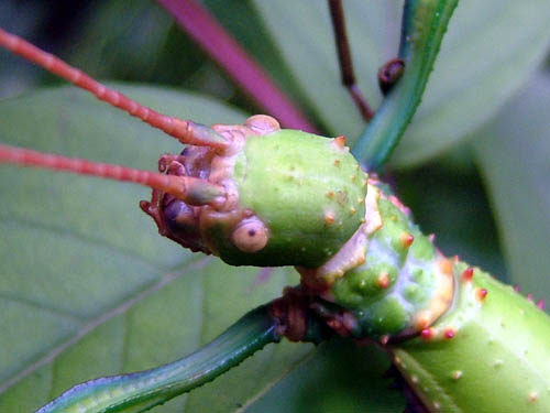 按此在新視窗瀏覽圖片