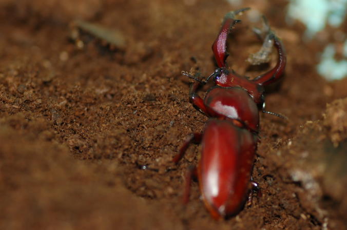 按此在新視窗瀏覽圖片