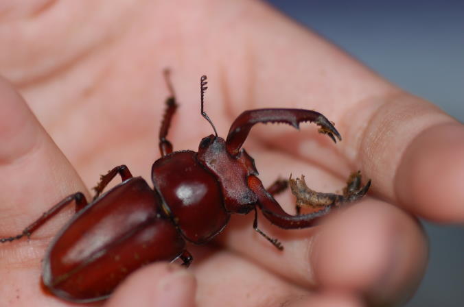 按此在新視窗瀏覽圖片