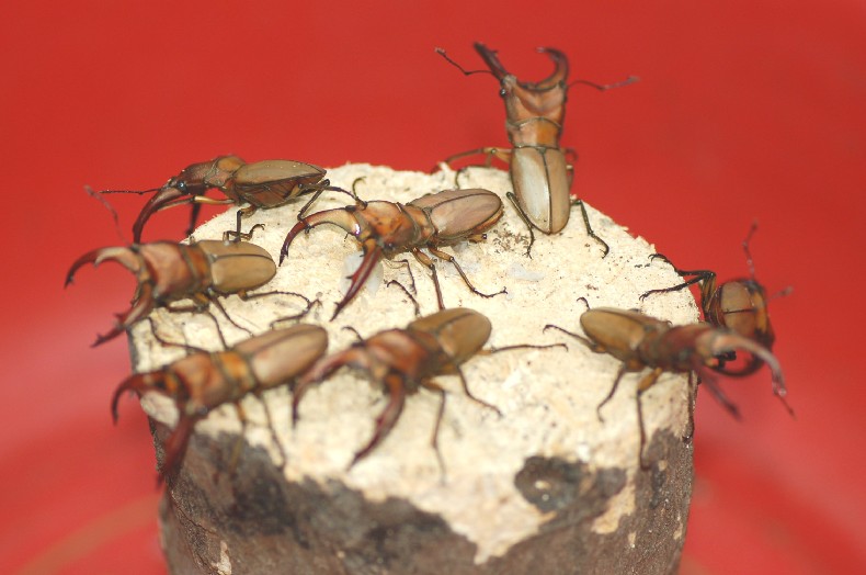 按此在新視窗瀏覽圖片