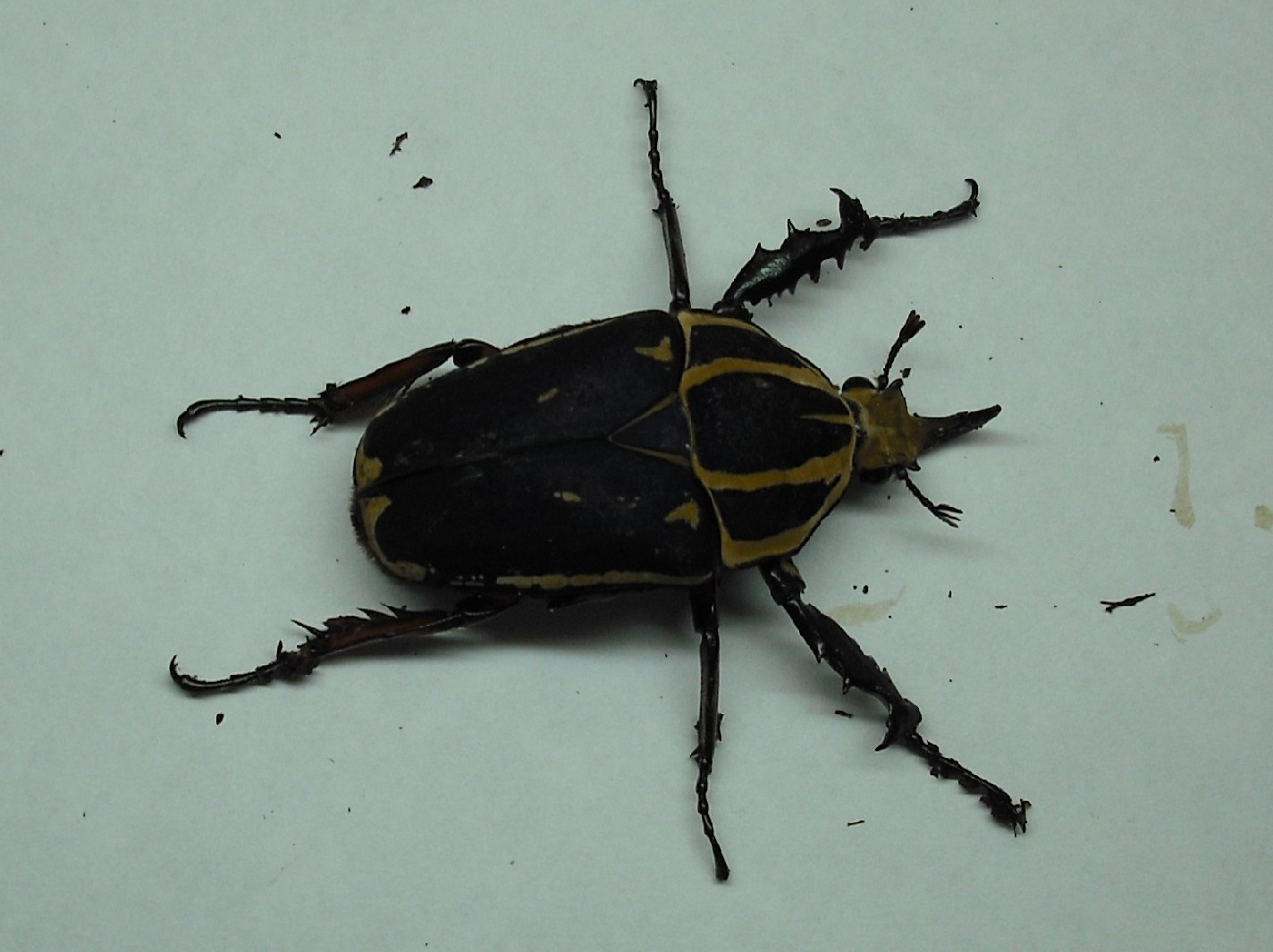 按此在新視窗瀏覽圖片