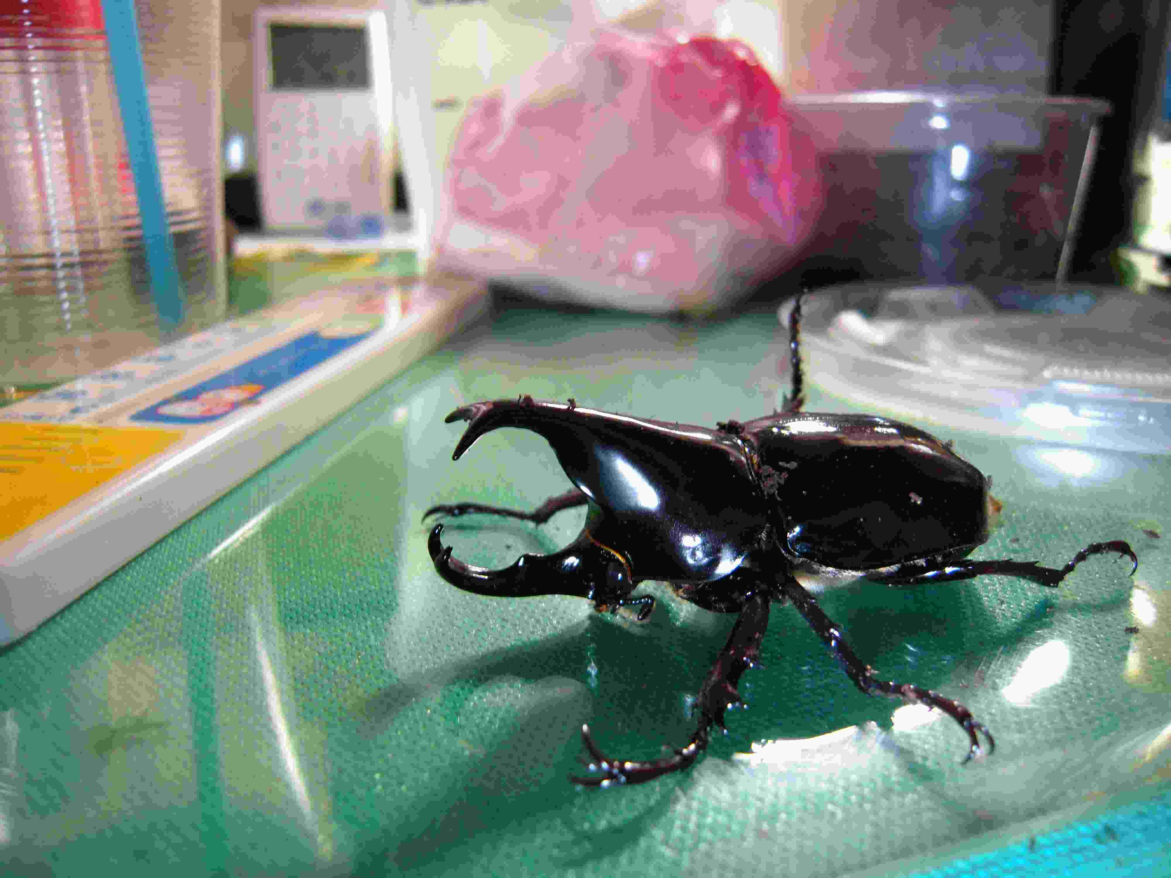 按此在新視窗瀏覽圖片