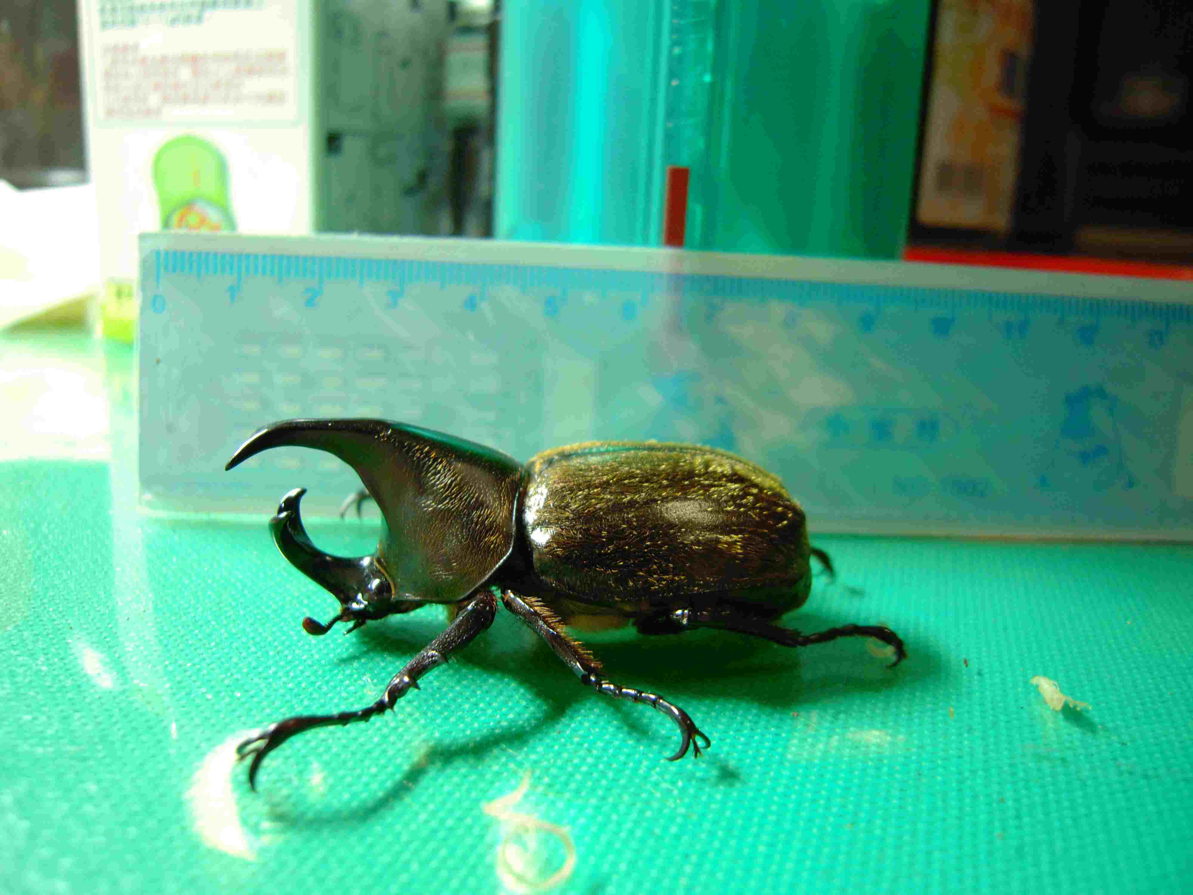 按此在新視窗瀏覽圖片