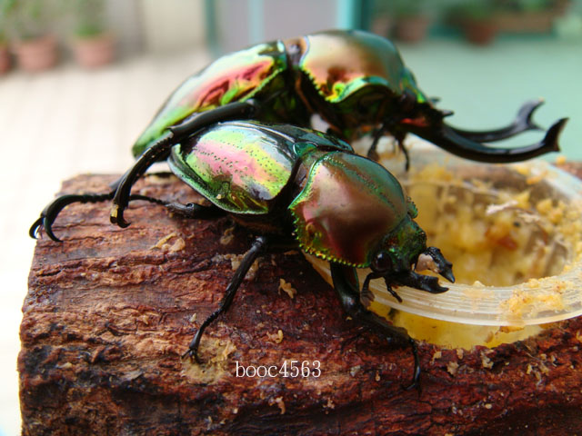 按此在新視窗瀏覽圖片