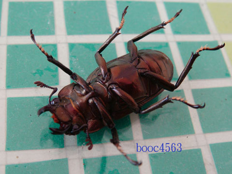 按此在新視窗瀏覽圖片