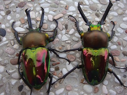 按此在新視窗瀏覽圖片