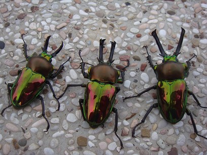 按此在新視窗瀏覽圖片