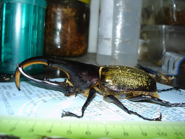 按此在新視窗瀏覽圖片