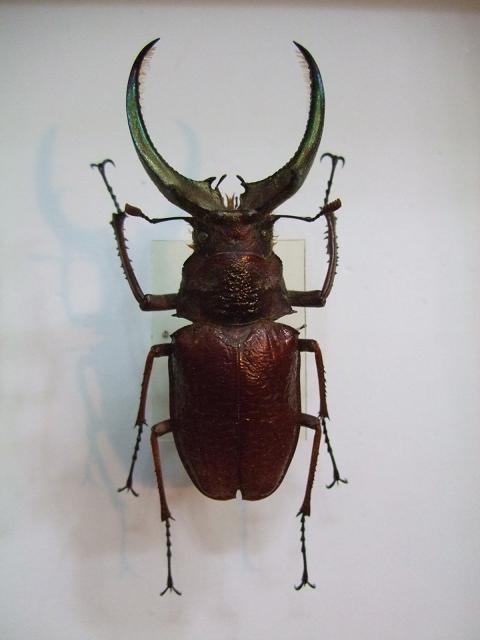 按此在新視窗瀏覽圖片