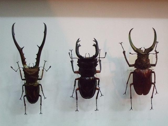 按此在新視窗瀏覽圖片