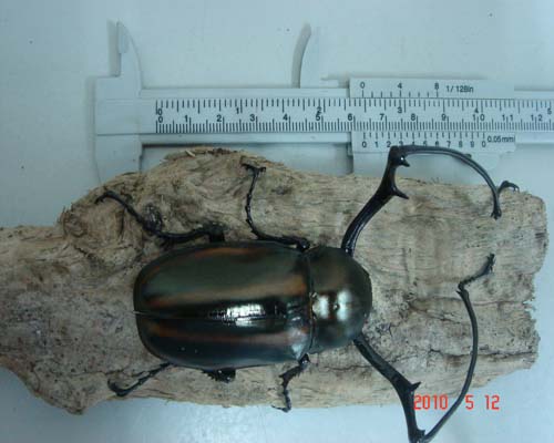 按此在新視窗瀏覽圖片