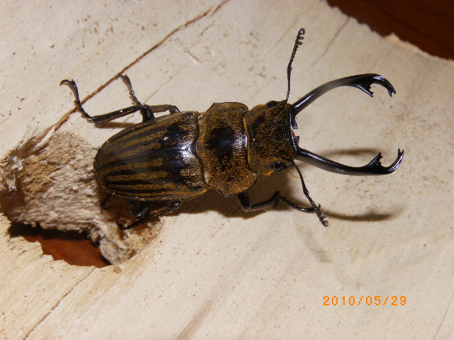 按此在新視窗瀏覽圖片