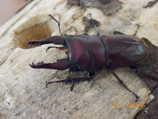 按此在新視窗瀏覽圖片