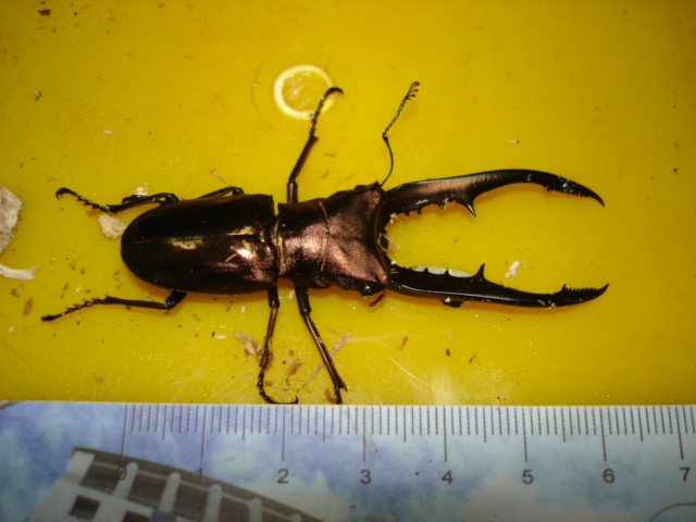 按此在新視窗瀏覽圖片