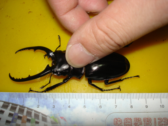 按此在新視窗瀏覽圖片