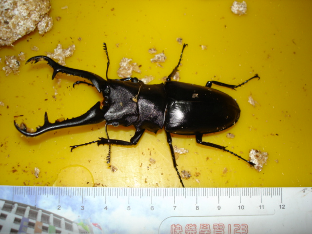 按此在新視窗瀏覽圖片