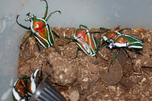 按此在新視窗瀏覽圖片