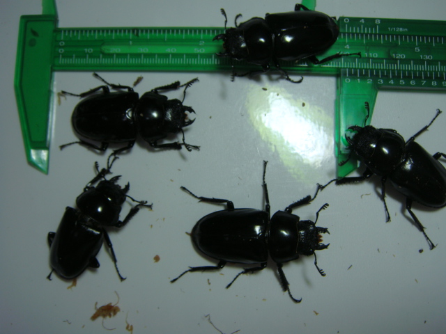 按此在新視窗瀏覽圖片