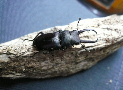 按此在新視窗瀏覽圖片