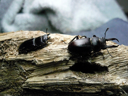 按此在新視窗瀏覽圖片