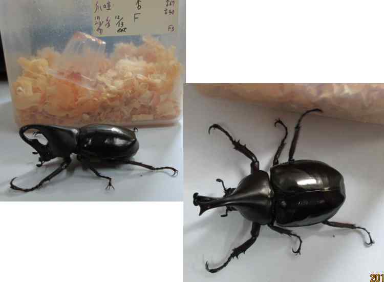 按此在新視窗瀏覽圖片