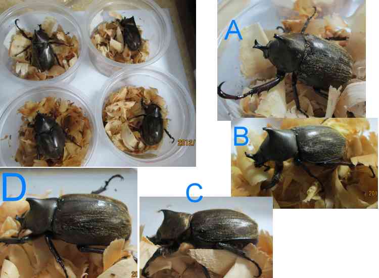 按此在新視窗瀏覽圖片