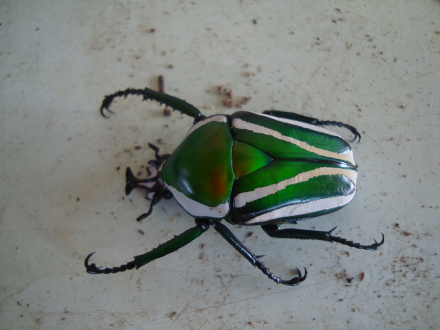 按此在新視窗瀏覽圖片