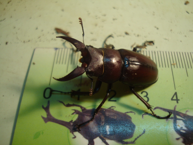 按此在新視窗瀏覽圖片