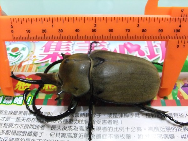 «ö¦¹¦b·sµøµ¡ÂsÄý¹Ï¤ù