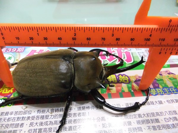 «ö¦¹¦b·sµøµ¡ÂsÄý¹Ï¤ù