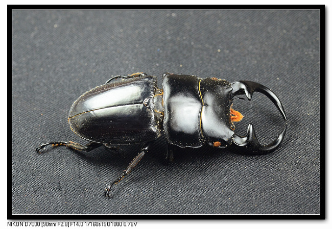 «ö¦¹¦b·sµøµ¡ÂsÄý¹Ï¤ù