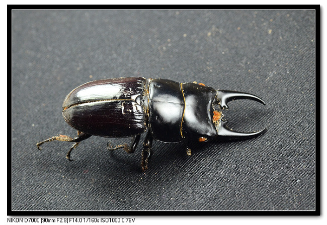 «ö¦¹¦b·sµøµ¡ÂsÄý¹Ï¤ù