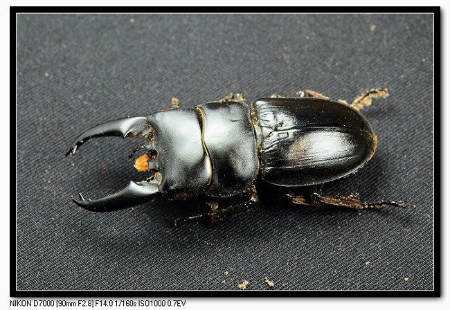 «ö¦¹¦b·sµøµ¡ÂsÄý¹Ï¤ù