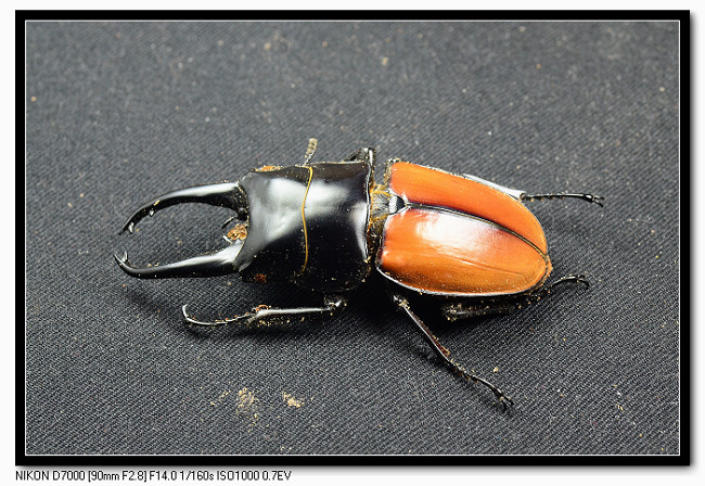 «ö¦¹¦b·sµøµ¡ÂsÄý¹Ï¤ù