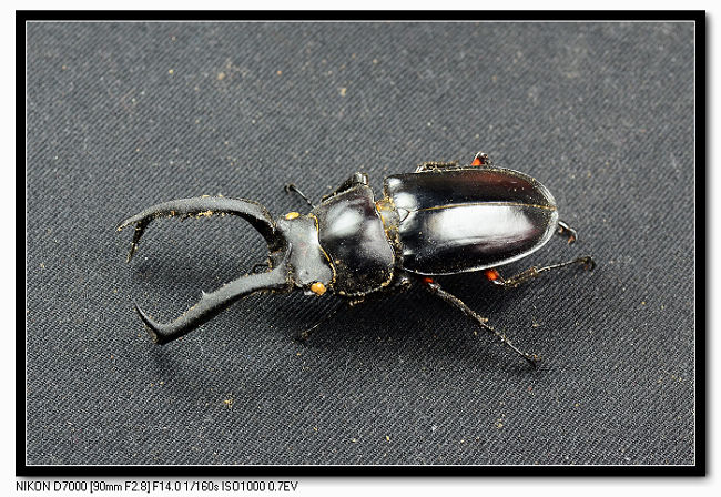 «ö¦¹¦b·sµøµ¡ÂsÄý¹Ï¤ù