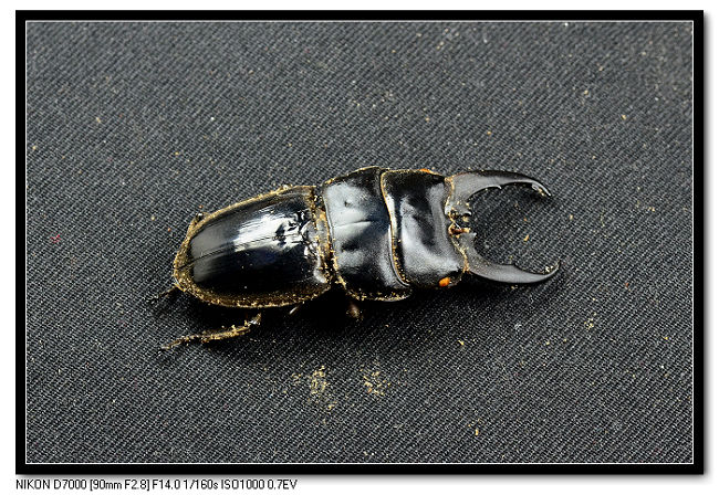 «ö¦¹¦b·sµøµ¡ÂsÄý¹Ï¤ù