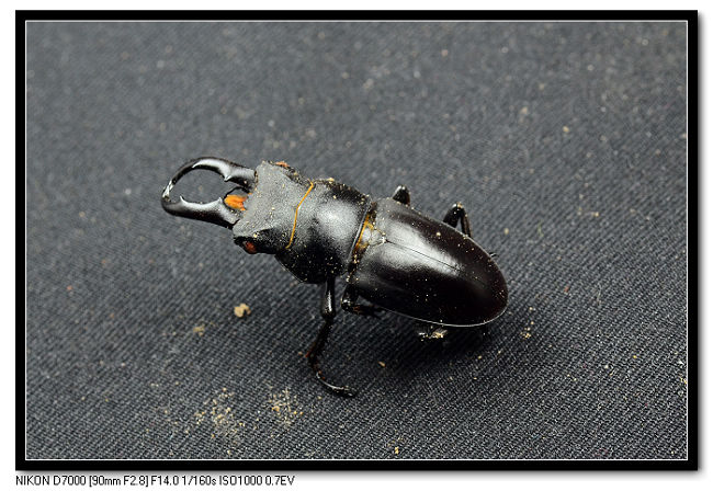 «ö¦¹¦b·sµøµ¡ÂsÄý¹Ï¤ù