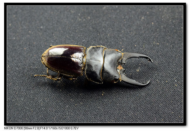 «ö¦¹¦b·sµøµ¡ÂsÄý¹Ï¤ù